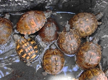 Eastern Box Yearlings2