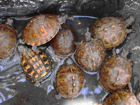 Eastern Box Yearlings2