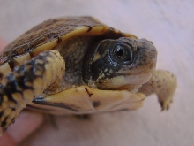 Yearling Box Turtles