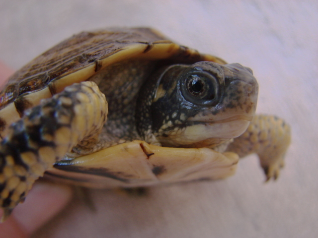 Yearling Box Turtles