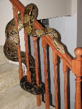Nothing sets of fine hardwood like a herp