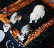 Daffy, Jasmine and Willow