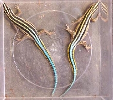 Holaspis Guetheri