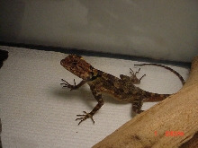 ttrying to ID for a freind