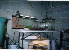 reptile room