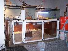 Herp room