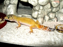 Hypo Tangerine Leopard Gecko...
