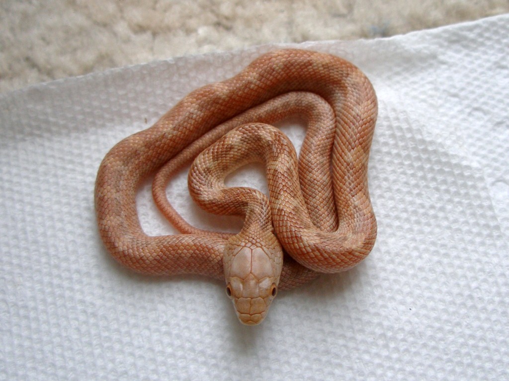 Hypo Everglades at 1 month