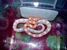 Coral Snow...