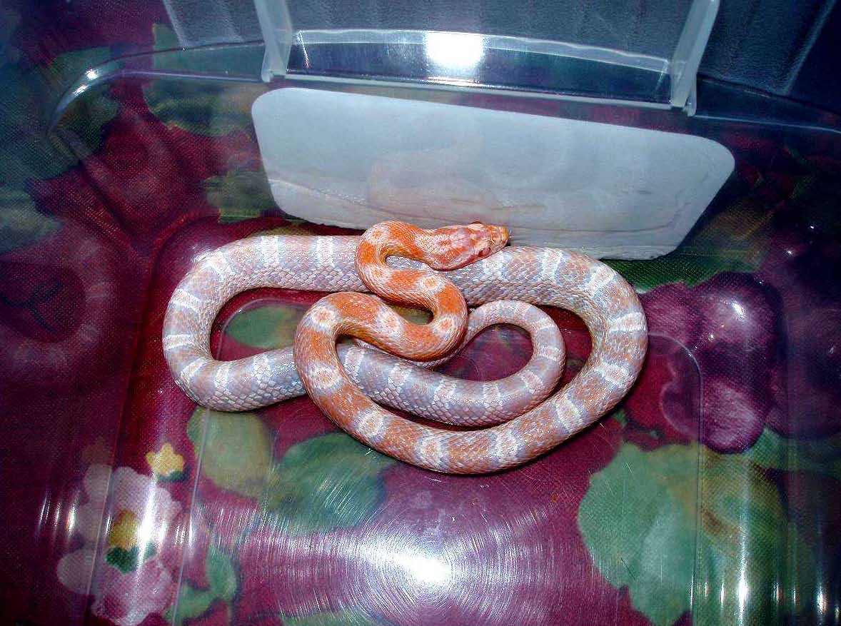 Coral Snow...