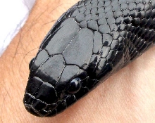 Mexican Black Kingsnake