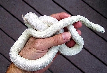 Leucistic Texas Rat Snake...