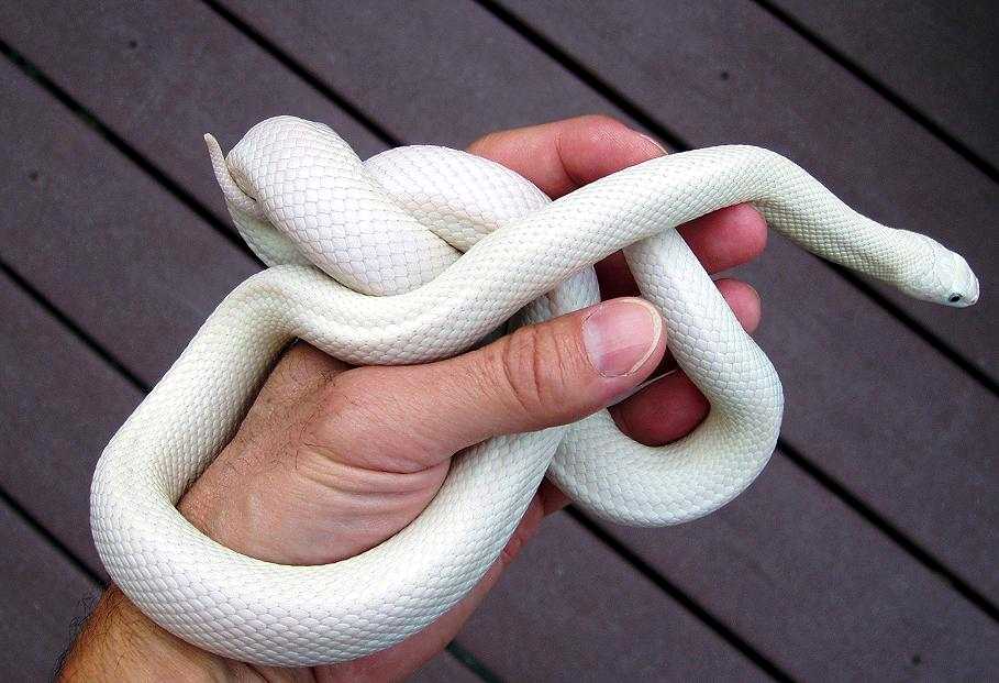 Leucistic Texas Rat Snake...