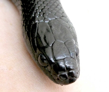 Mexican Black Kingsnake