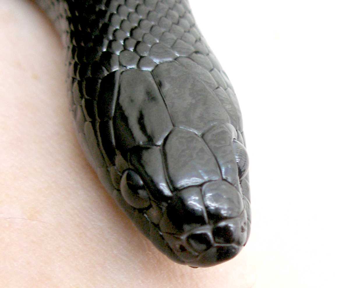Mexican Black Kingsnake