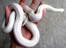 Leucistic Texas Rat Snake...