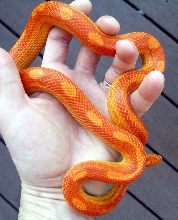 Sunglow Motley...