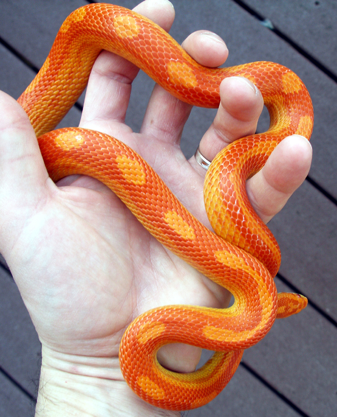 Sunglow Motley...