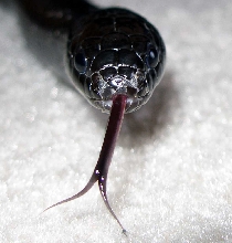 Mexican Black Kingsnake