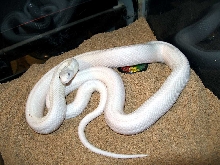 Leucistic Texas Rat Snake...
