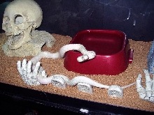 Leucistic Texas Rat Snake...