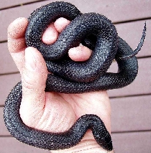Mexican Black Kingsnake