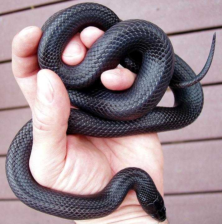 Mexican Black Kingsnake