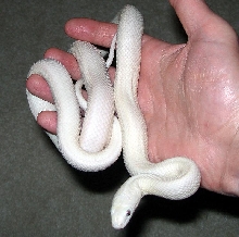 Leucistic Texas Rat Snake...