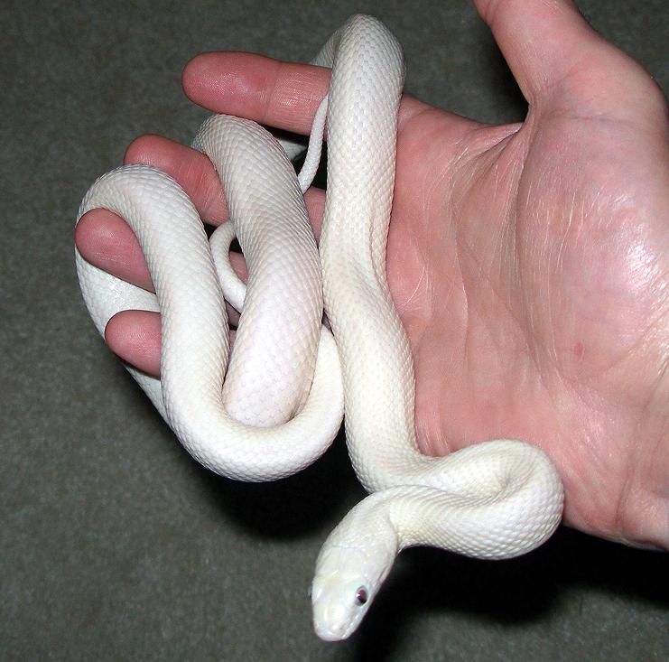 Leucistic Texas Rat Snake...