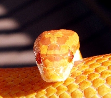 Sunglow Motley...