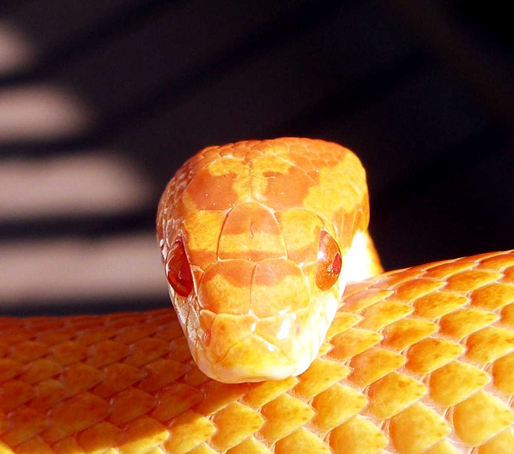 Sunglow Motley...