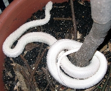 Leucistic Texas Rat Snake...