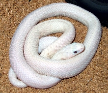 Leucistic Texas Rat Snake...