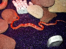 Albino Motley...