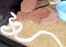 Leucistic Texas Rat Snake...