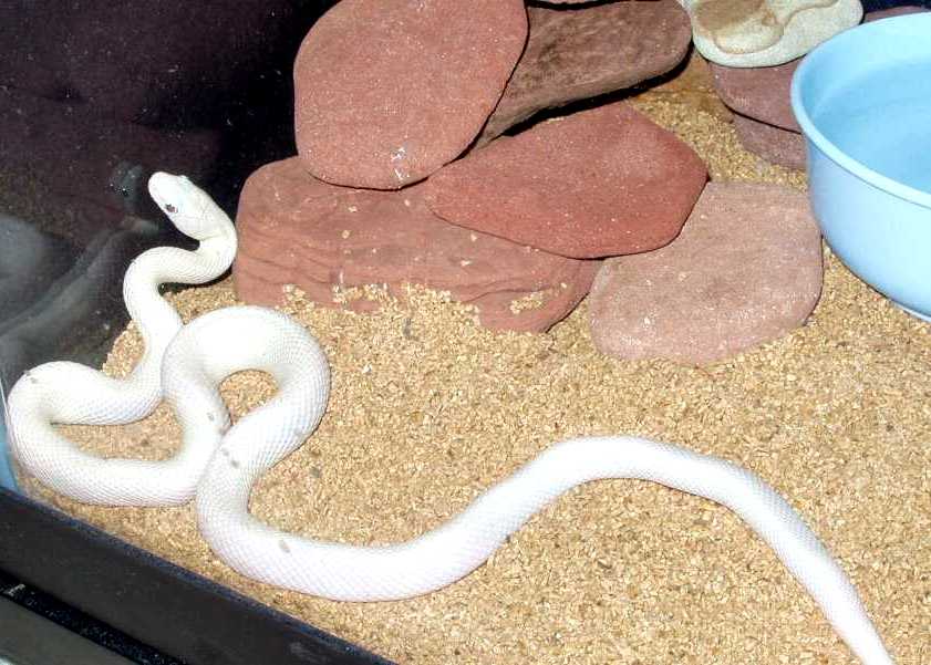 Leucistic Texas Rat Snake...