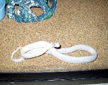 Leucistic Texas Rat Snake...