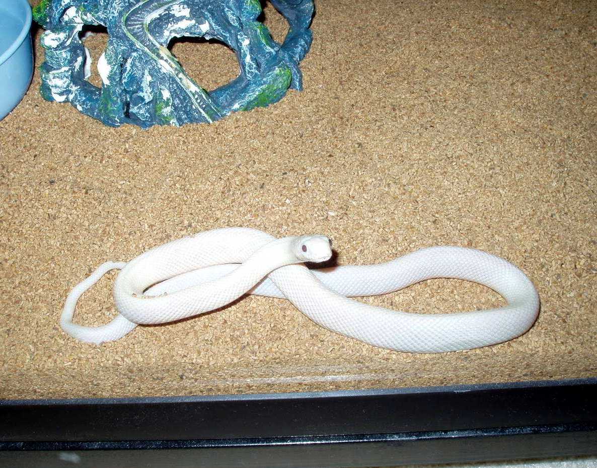 Leucistic Texas Rat Snake...