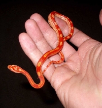 Albino Motley...