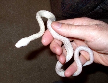 Leucistic Rat Snake...