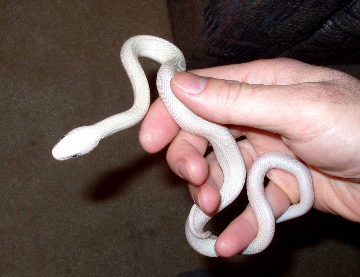 Leucistic Rat Snake...