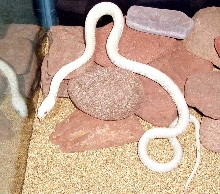 Yearling Leucistic Rat Snake 2...