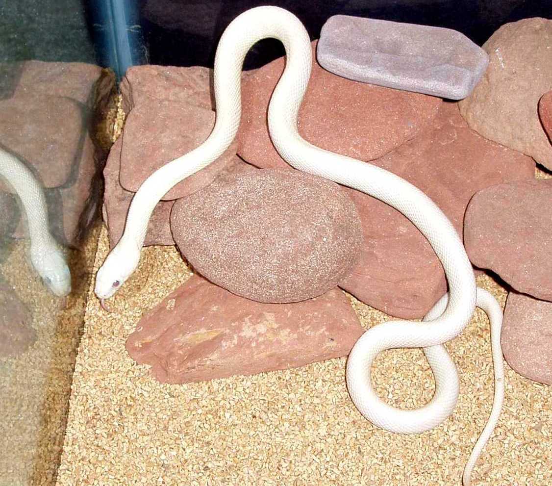 Yearling Leucistic Rat Snake 2...