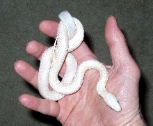 Leucistic Texas Rat Snake...