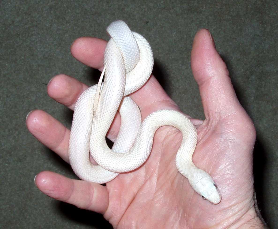 Leucistic Texas Rat Snake...
