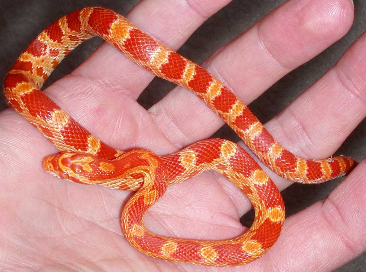 Sunglow Motley...