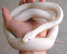 Leucistic Texas Rat Snake...