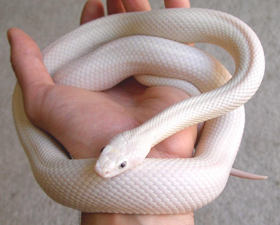 Leucistic Texas Rat Snake...