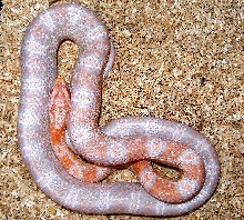 Coral Snow...