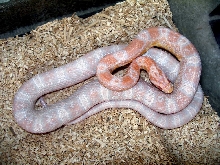 Coral Snow...